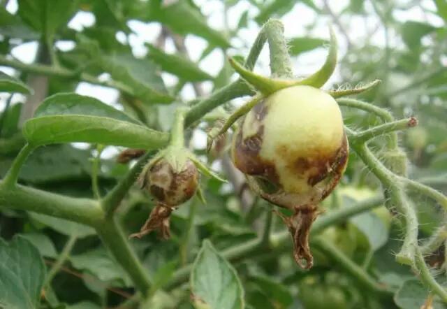 缺硼植物的共同特征可归纳为: ①茎尖生长点生长受抑制,严重时枯萎